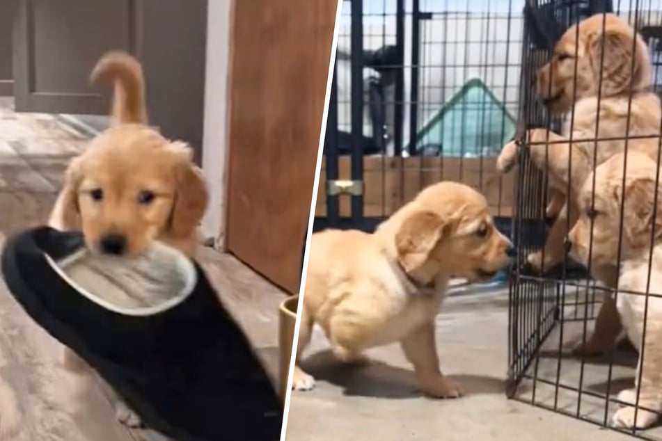 Puppy born without front paw is determined to live life to the fullest