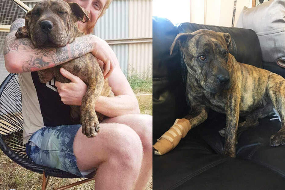 Hennesy freut sich auf seinen Hund, den er vor zwei Jahren einst so knuddelte.