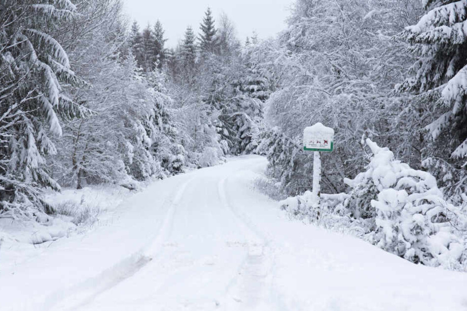 Neuschnee bei Reitzenhain.