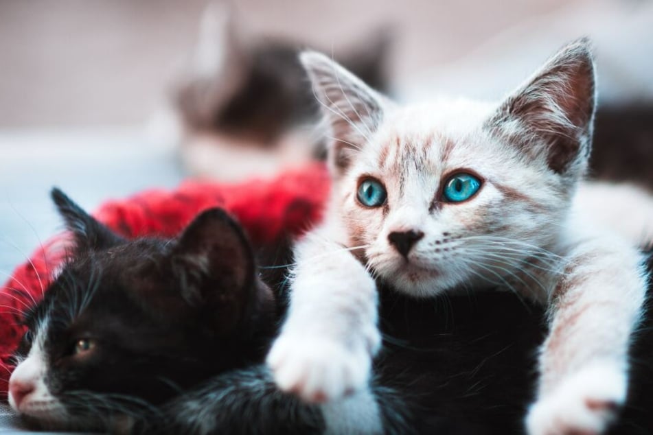 Katzen fühlen sich in Gemeinschaft viel wohler als allein.