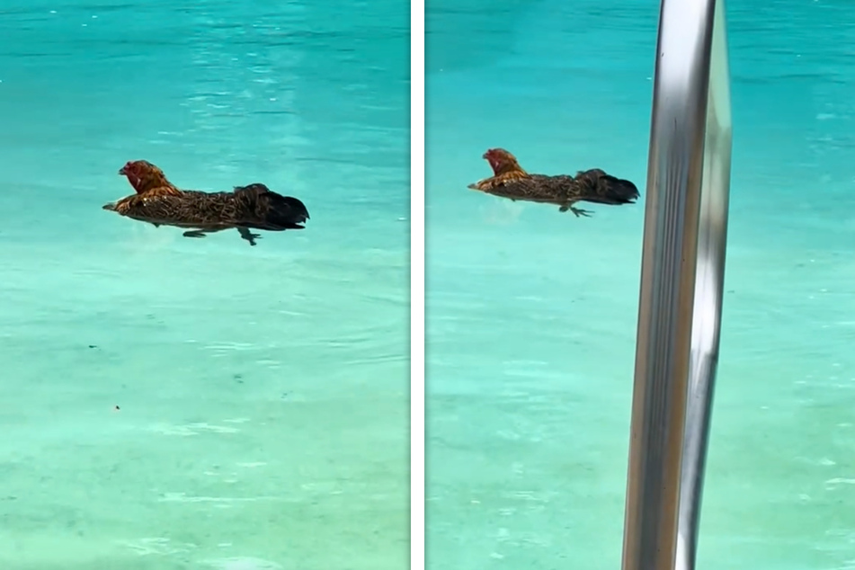 Ein Huhn machte einen erfrischenden Ausflug in den Pool einer US-Amerikanerin.