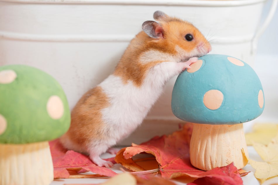 Ausnahmen bestätigen die Regel: Manche Hamster sind tagaktiv.