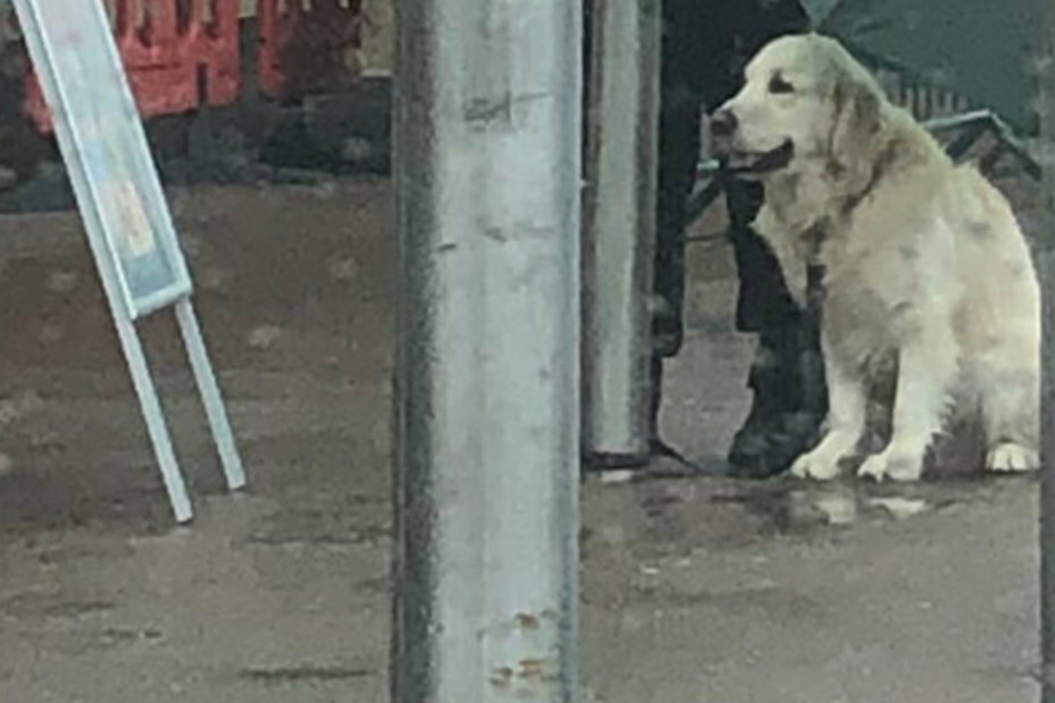 Hund steht allein im Regen, bis ihm jemand hilft