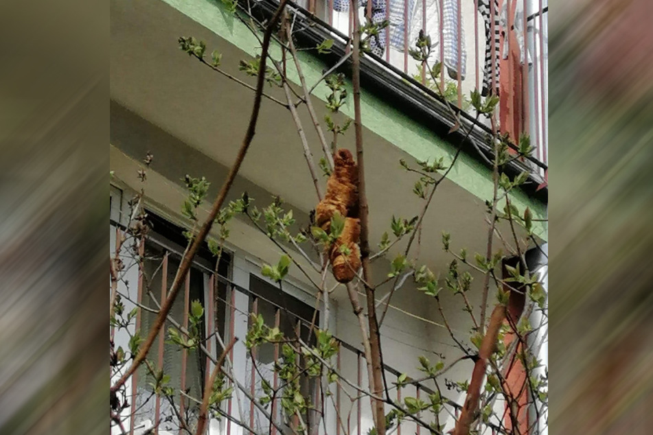 Der "Leguan" entpuppte sich als altes Croissant, das zwischen den Zweigen hing.