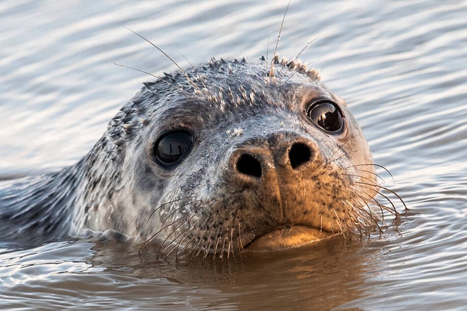 Seit Anfang Oktober sind mehr als 40 Robben an der Küste von Mecklenburg-Vorpommern verendet.