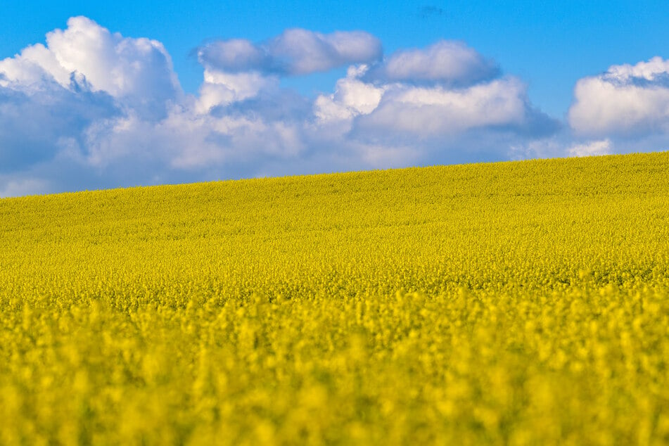 In einem Rapsfeld bei Merseburg ist am Mittwoch eine Propellermaschine notgelandet. (Symbolbild)