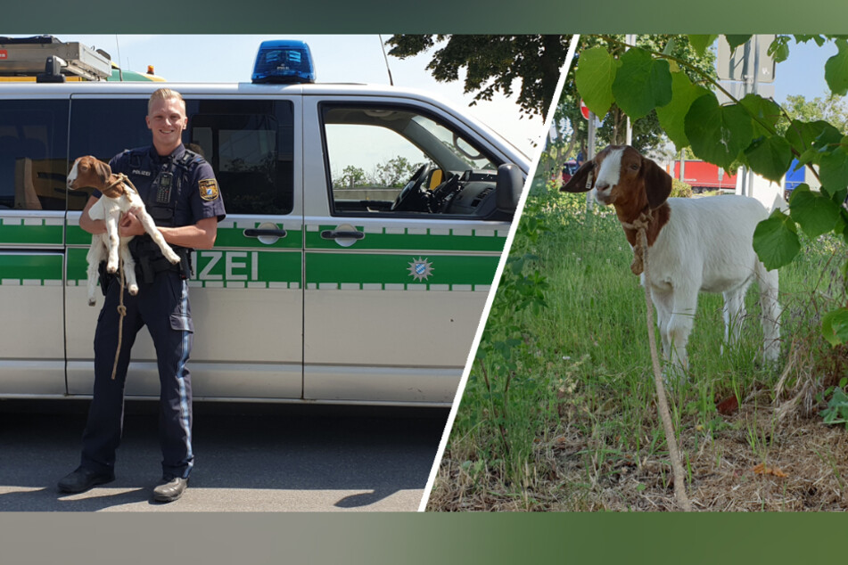 Die Fotomontage zeigt die ausgebüxte Ziege und ihren Retter.