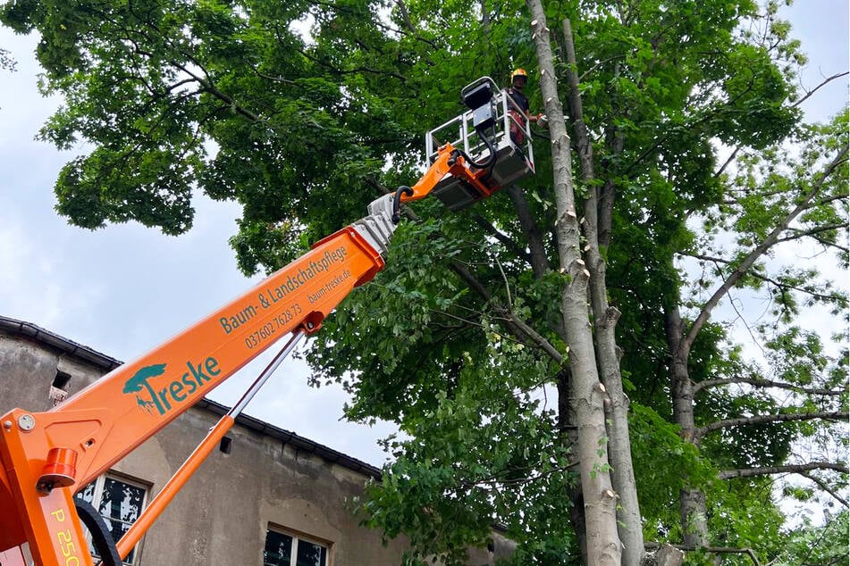 Die Firma Treske Baum- &amp; Landschaftspflege sucht Mitarbeiter (m/w/d) in vielen Bereichen.