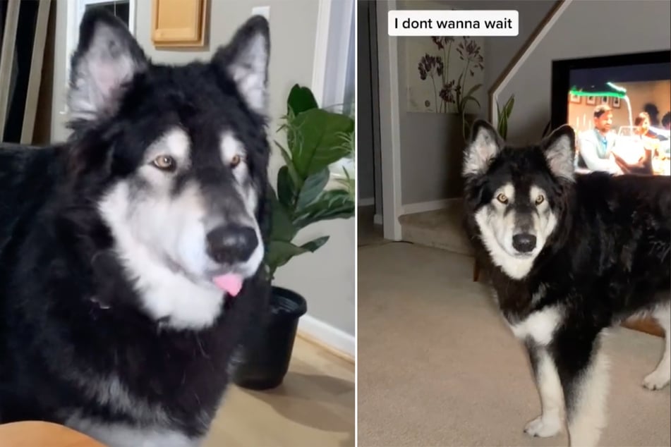 Owner talks to her dog and his answers are clear as day!