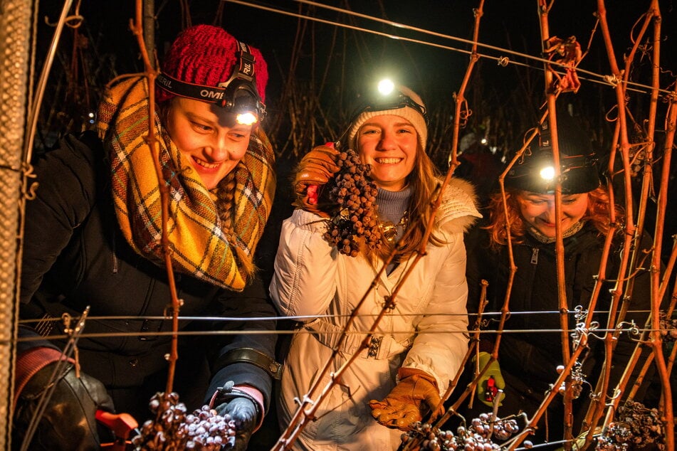 Weinprinzessin Stefanie Mühlbach (33, v.l.), Weinkönigin Alona Chesnok (24) und Weinprinzessin Sabine Leonhardt (40) schneiden die durchfrorenen Trauben ab.