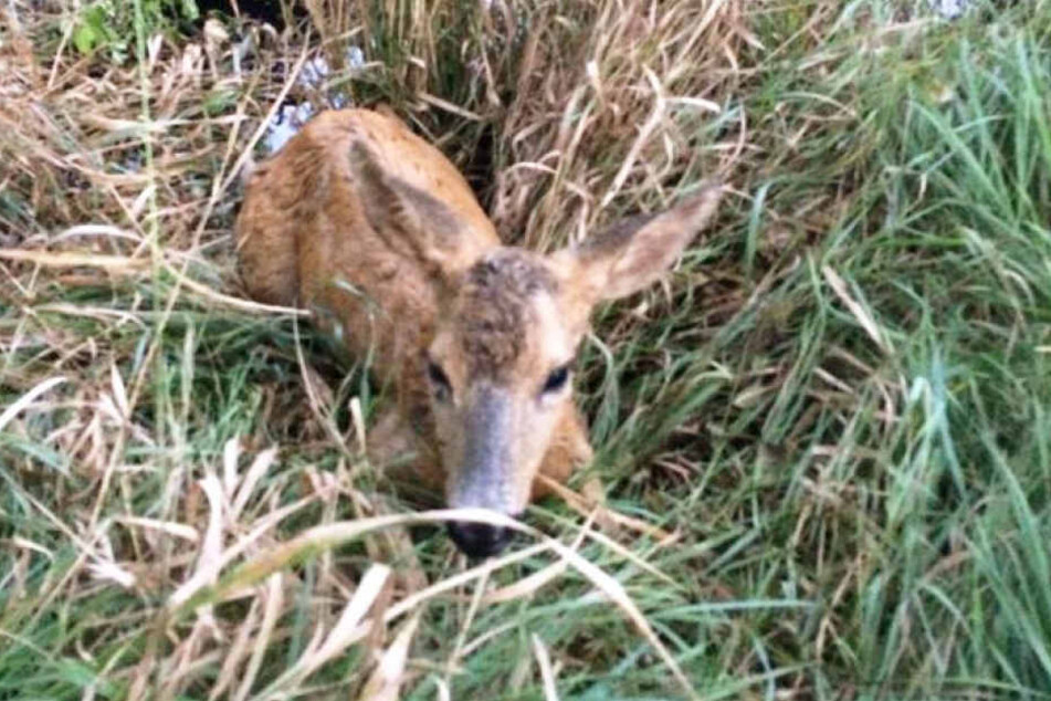 Nach der Rettung der Feuerwehr war Bambi zwar erschöpft aber unverletzt.