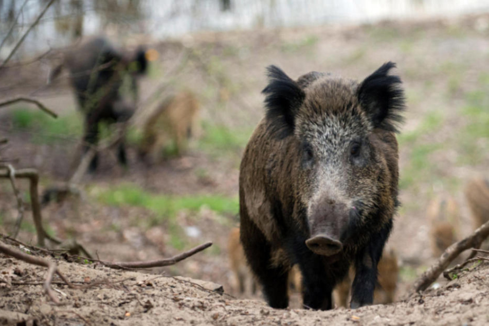Gefahr: Deutsche Wildschweine könnten Essensreste an Raststätten fressen, das Virus so weiterverbreiten. (Symbolbild)