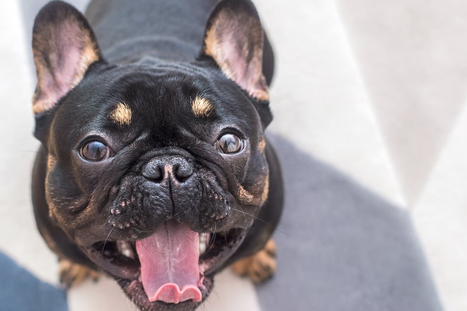 Un bulldog francés sufrió "estrés mental" en el aire y murió sobre las nubes. (imagen simbólica)