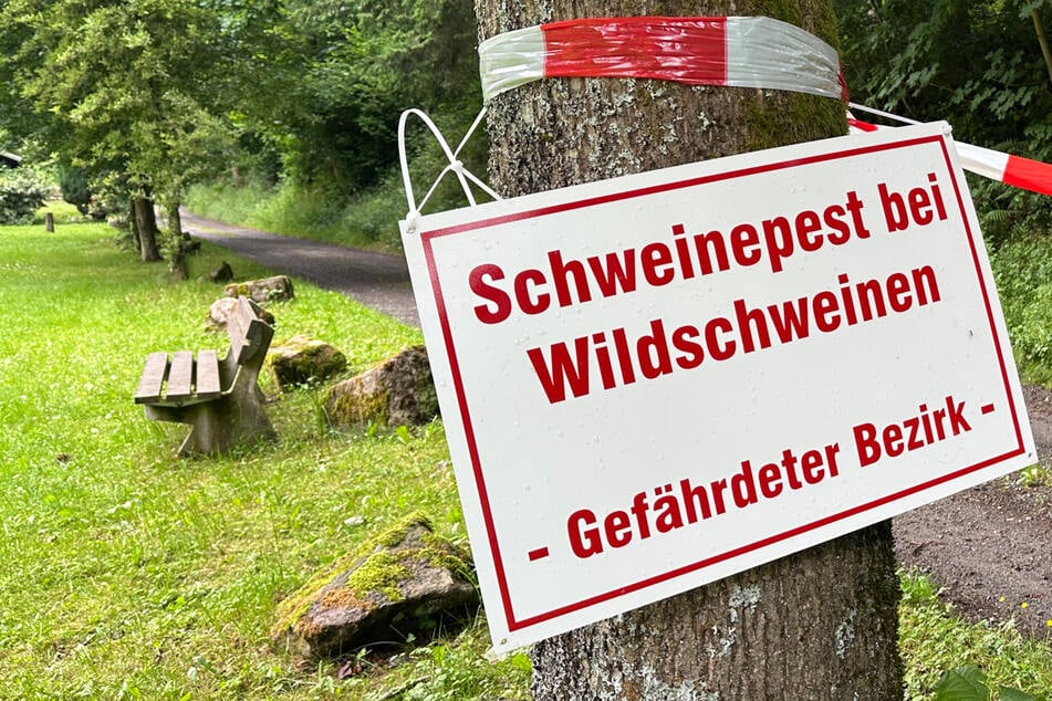 Schweinepest in NRW: Diese Maßnahmen treffen jetzt auch Hundehalter