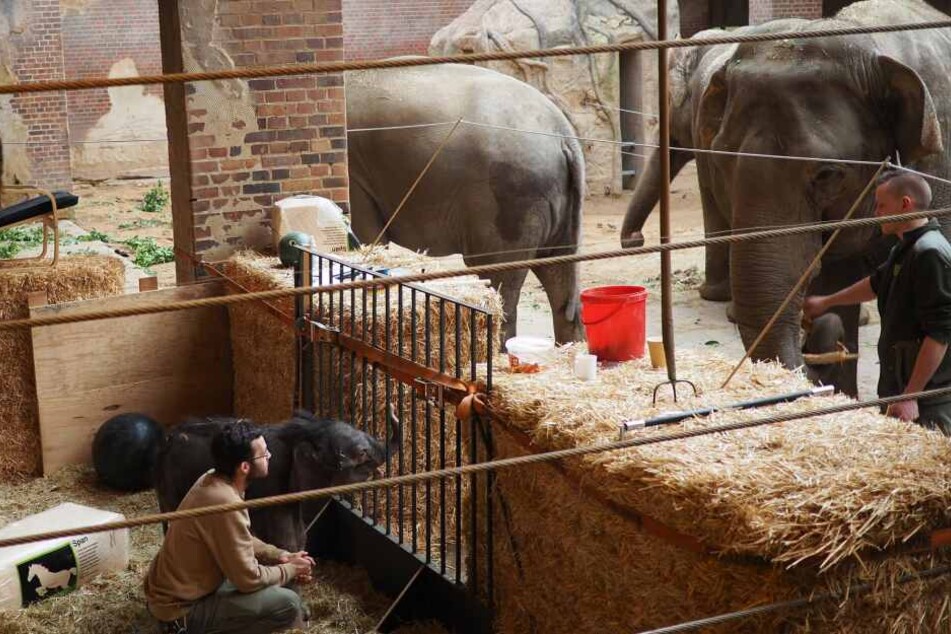 Im eigens gebauten "Kinderzimmer" können sich neben Mutter Hoa auch die Tanten Don Chung und Rani an den kleinen Bullen gewöhnen.