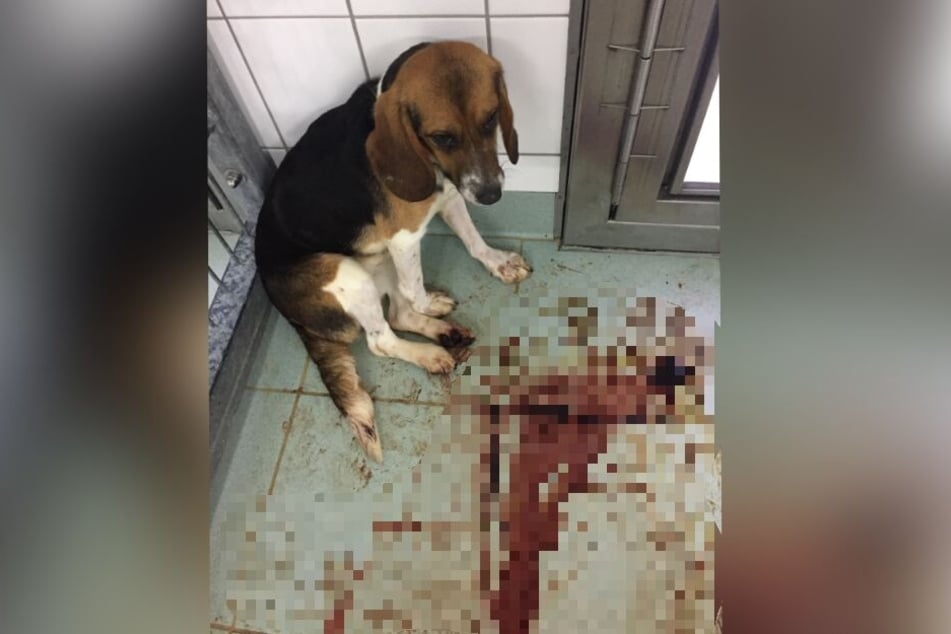 Ein Hund kauert in seinem blutverschmierten Zwinger.