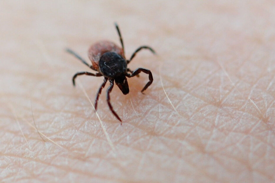 Wurden Zecken wirklich als Biowaffen eingesetzt? Angeblich wurden die infizierten Insekten aus der Luft abgeworfen.