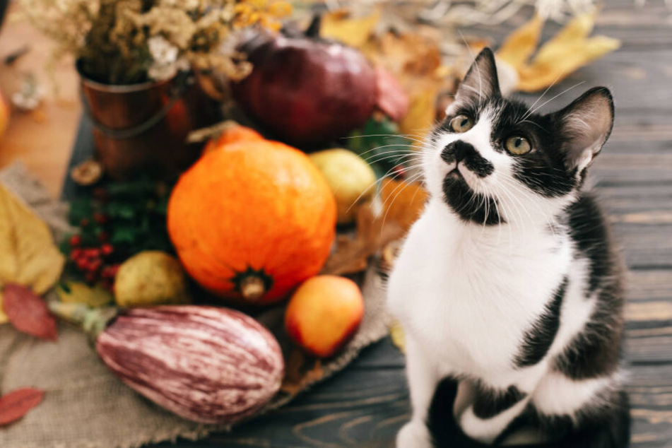 Gemüse für Katzen? In Maßen geht das, aber nicht jedes!