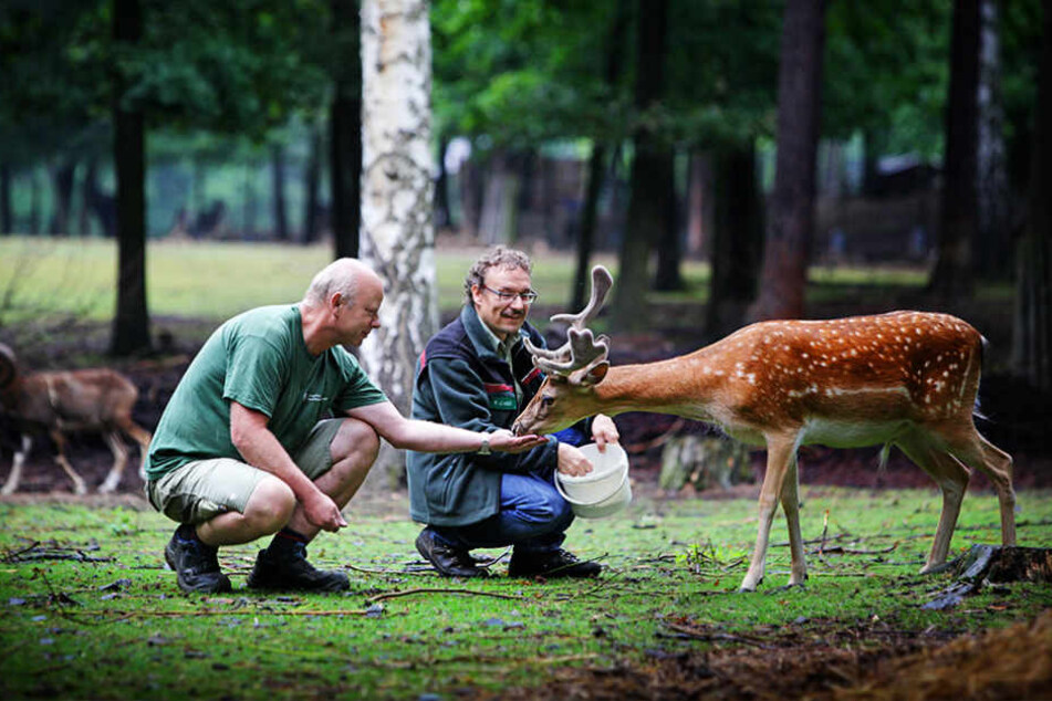 Michael Hupfer (49, l.) und Förster Kai-Uwe Heinzel (51) füttern Damwild.