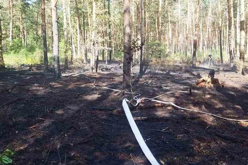 Auf rund einem Hektar brannte es bei Coswig.