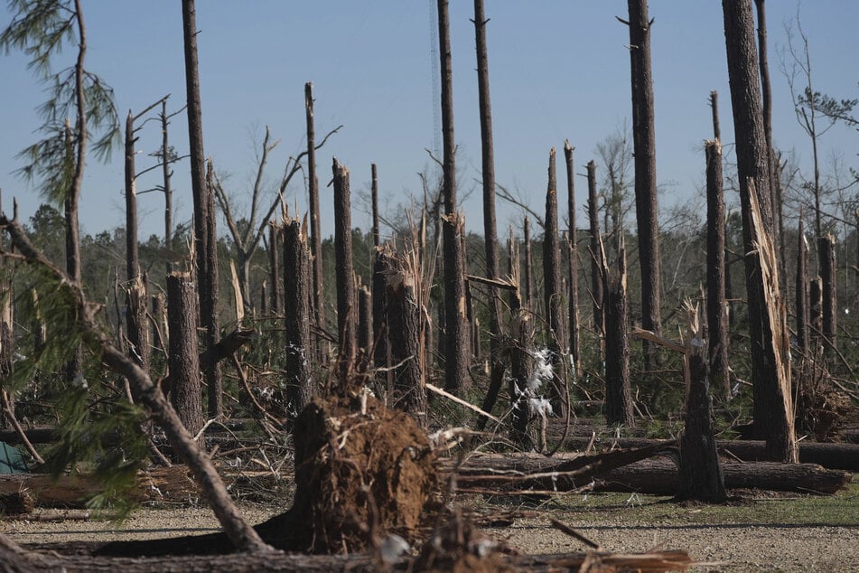 Ein Kiefernwald in Mississippi wurde durch einen Tornado zerstört.