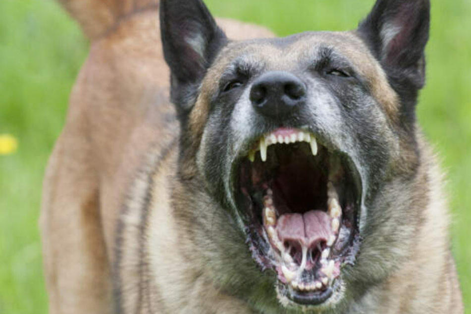 Ein Hund musste nach einem schweren Unfall erschossen werden. (Symbolbild)