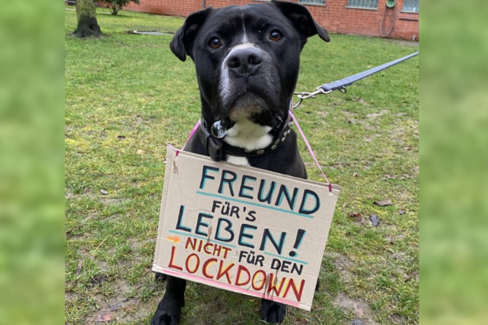 Das Tierheim Bergheim startete kürzlich eine Kampagne unter dem Motto "Freund fürs Leben! Nicht für den Lockdown".
