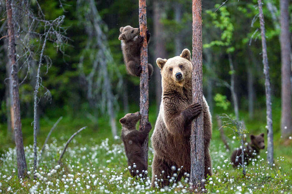 Unter wilden Bären lebte er in der Taiga.