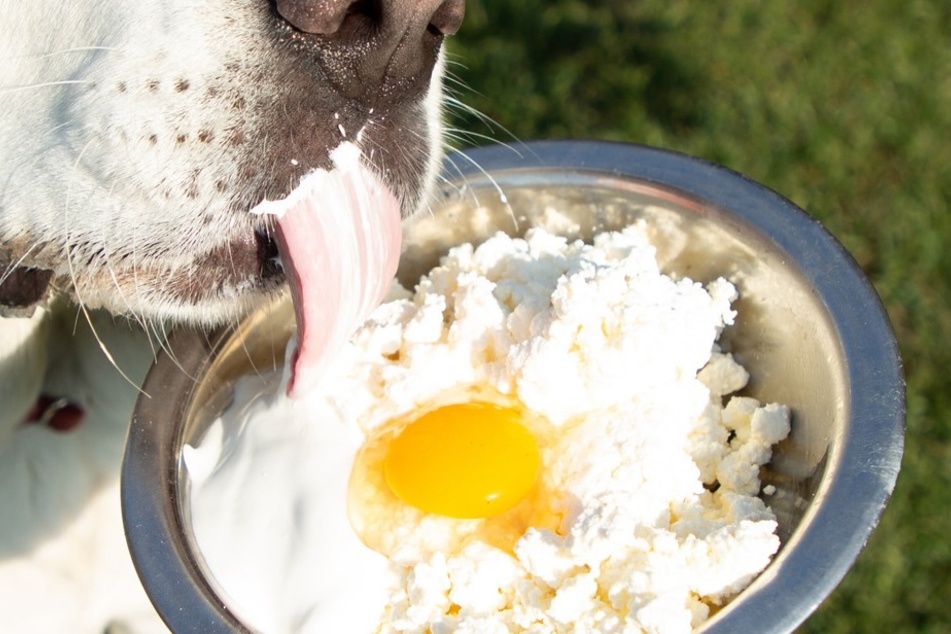Dürfen Hunde Eier fressen? Und auch roh oder nur gekocht?