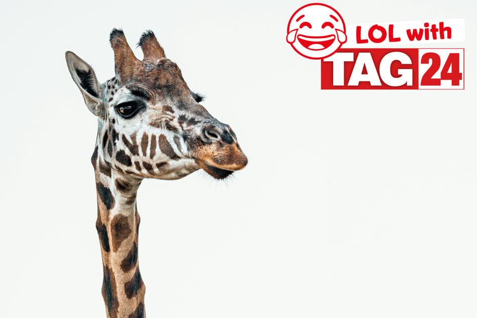 Joke of the Day for July 5, 2026: A long-necked laugh