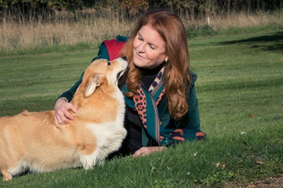 Sarah Ferguson (63) kümmert sich liebevoll um die Hunde der Queen.