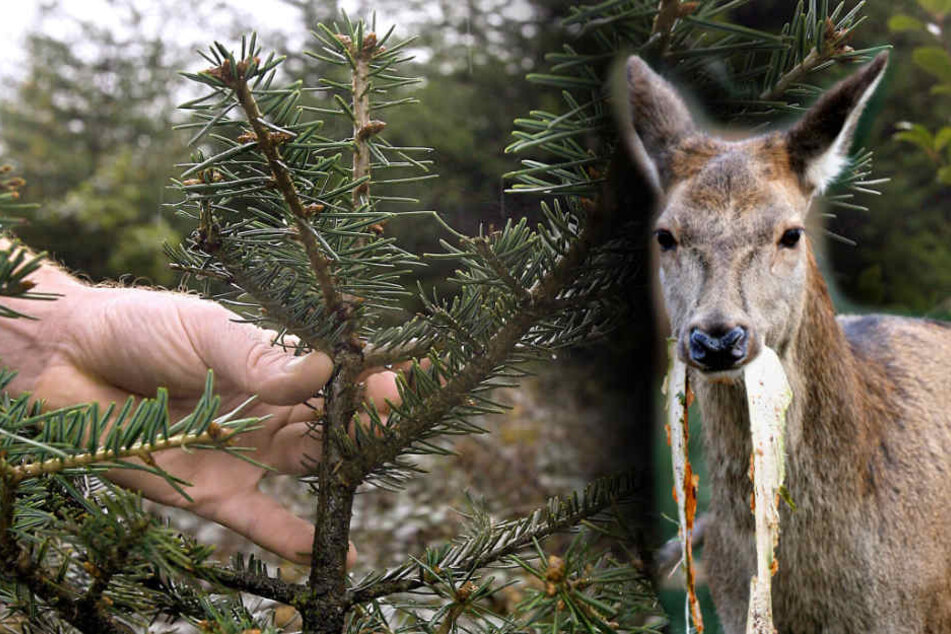 Rehe und andere Tiere richten im Wald Schaden an. (Bildmontage)