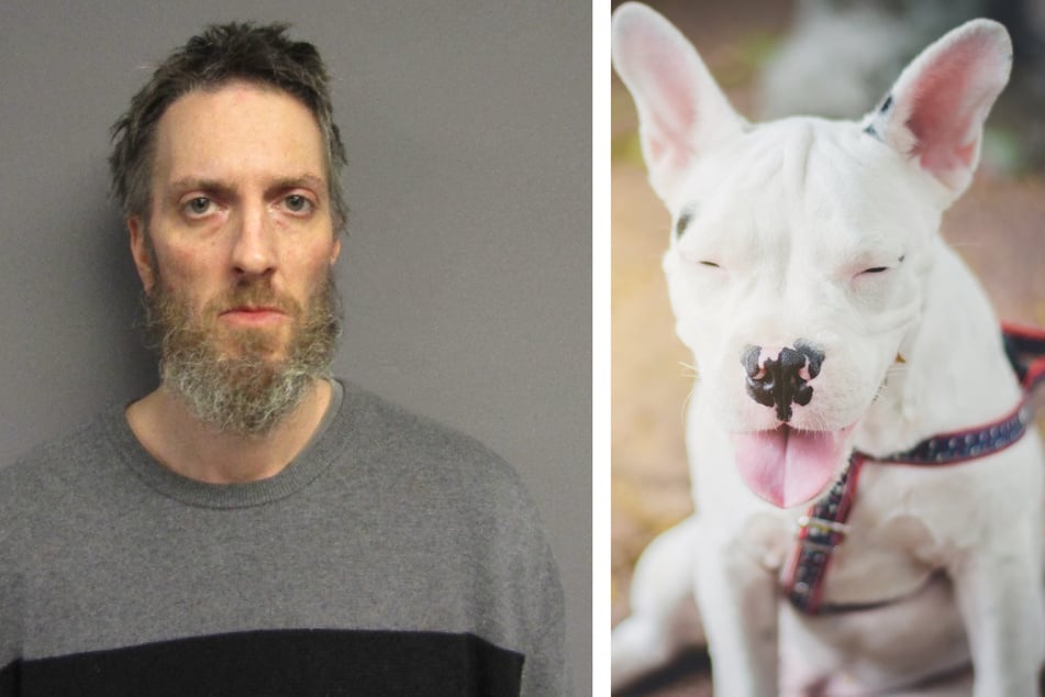 Mann will Hund mit Fentanyl töten: Als es nicht klappt, greift er zu noch übleren Mitteln