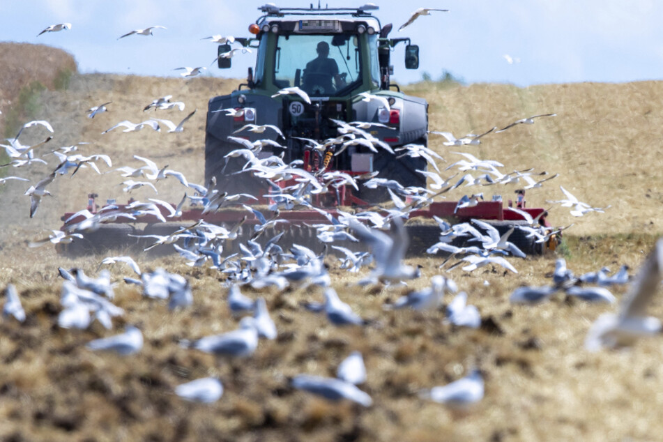 Landwirte in Europa müssen sich an neue Umweltregeln halten. (Symbolbild)