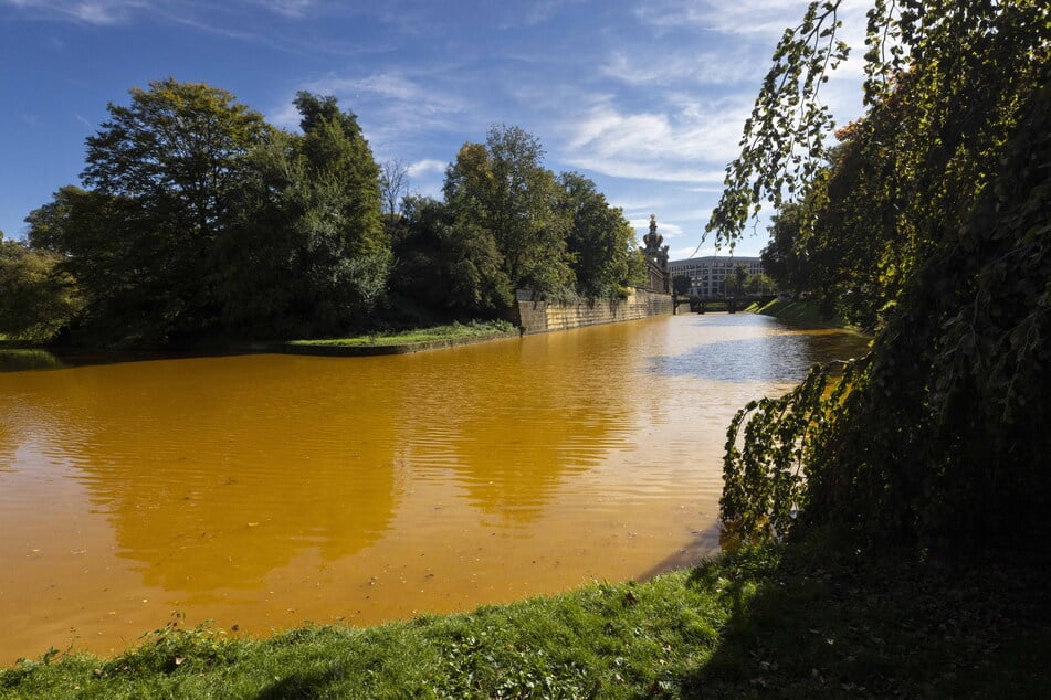 Schon seit Ende August fällt Parkbesuchern die dunkelgelbe Färbung des Zwingerteichs auf.