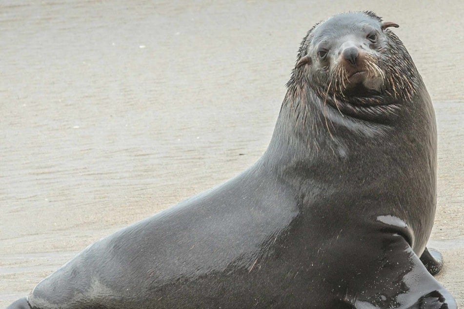 Officials offer $20,000 reward in hunt for man who decapitated California sea lion