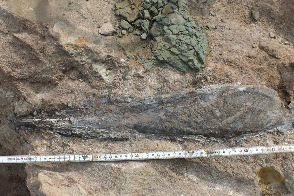 Der Dino ähnelte Schätzungen zufolge wohl einem Urzeit-Krokodil und einem Riesenlurch. Er sei vier bis fünf Meter lang geworden.