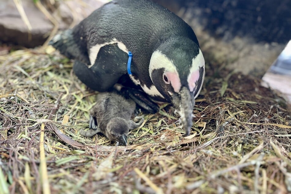Der kleine Brillenpinguin war im April aus seinem sorgfältig ausgebrüteten Ei geschlüpft.