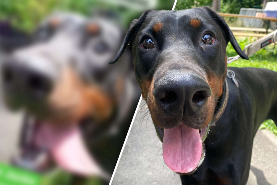 Hund landet nach Umzug im Tierheim: Dobermann hofft auf eine zweite Chance
