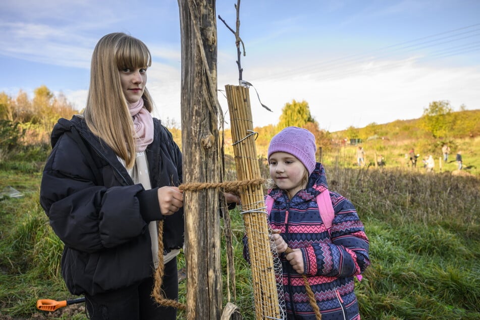 In Hilbersdorf wurden schon einige Apfelbäume gepflanzt (Archivfoto).