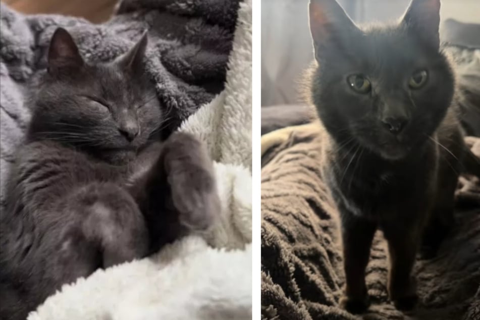 17-jähriger Kater lebt zum dritten Mal im Tierheim: Dann verändert ein Besuch alles