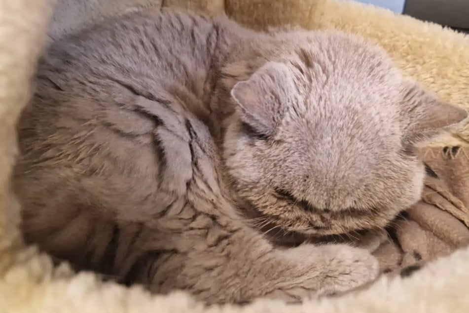 Fundtier mit gesundheitlichen Problemen: Wer schenkt Katze Tessa ein Happy End?