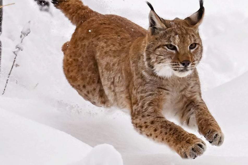 Další rys domovský: „Kandelino“ se potuluje po Schwarzwaldu