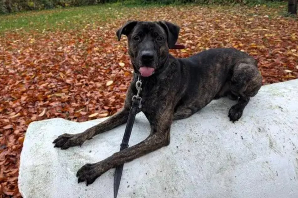 Flash wurde aufgrund der Überforderung seiner früheren Halter sichergestellt.