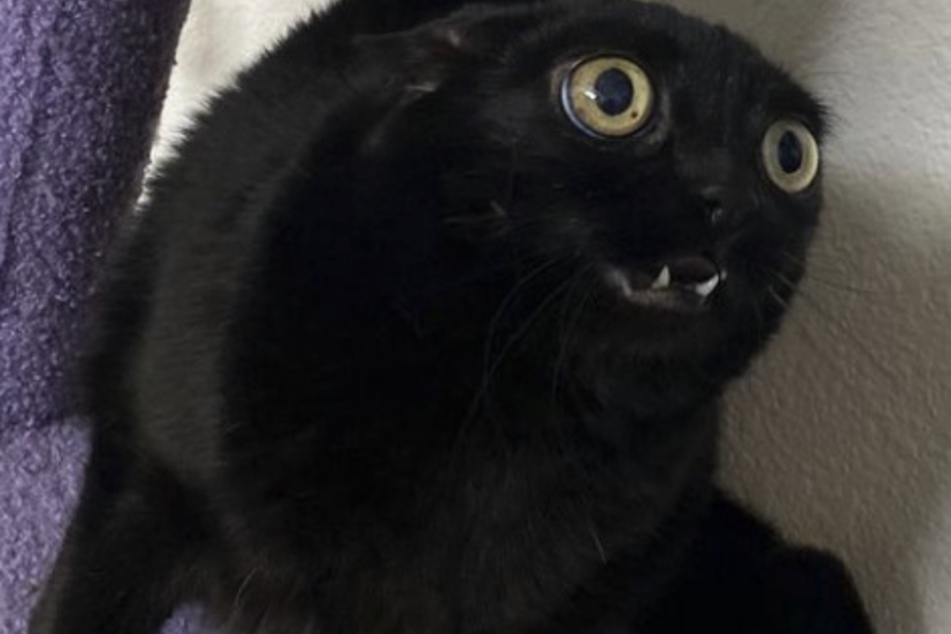 Paw-litical ambitions: Freaky looking cat to become mayor of small town