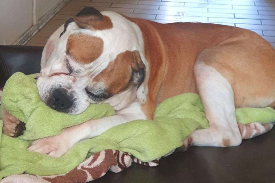 Aufgrund seines Alters schläft und schnarcht der Vierbeiner viel und gerne - am liebsten mit einer Kuscheldecke.