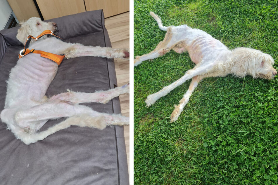 Skelett schon sichtbar: Tierheim kümmert sich um fast toten Hund Benny