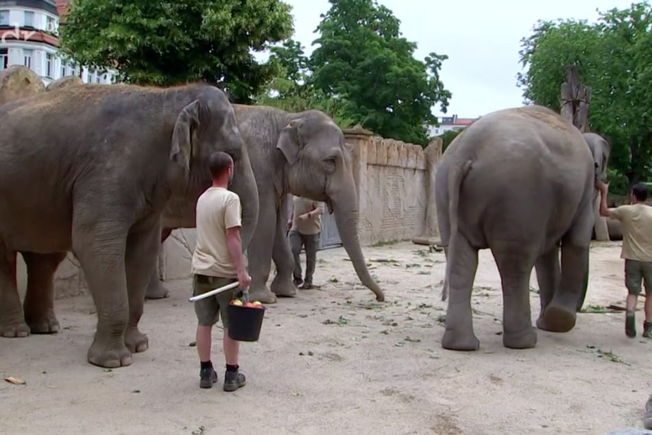 Bei der Elefantenherde im Leipziger Zoo kehrt langsam wieder Ruhe ein.