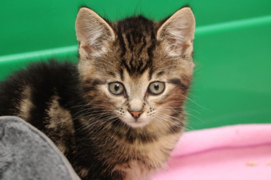 Zunächst waren Moritz und seine Geschwister auf sich allein gestellt.