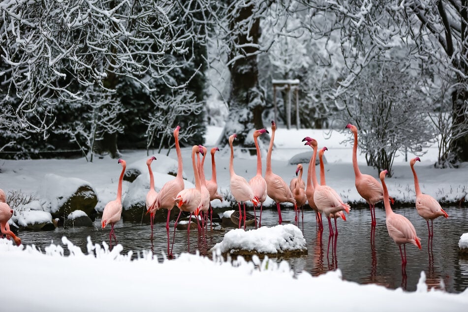 Die Flamingos im Tierpark Hagenbeck freuen sich über den Schnee.